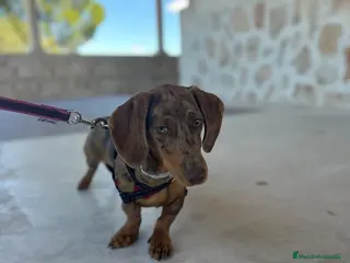 Teckel perros Teckel Arlequínes y Negros fuego - Anuncio 1