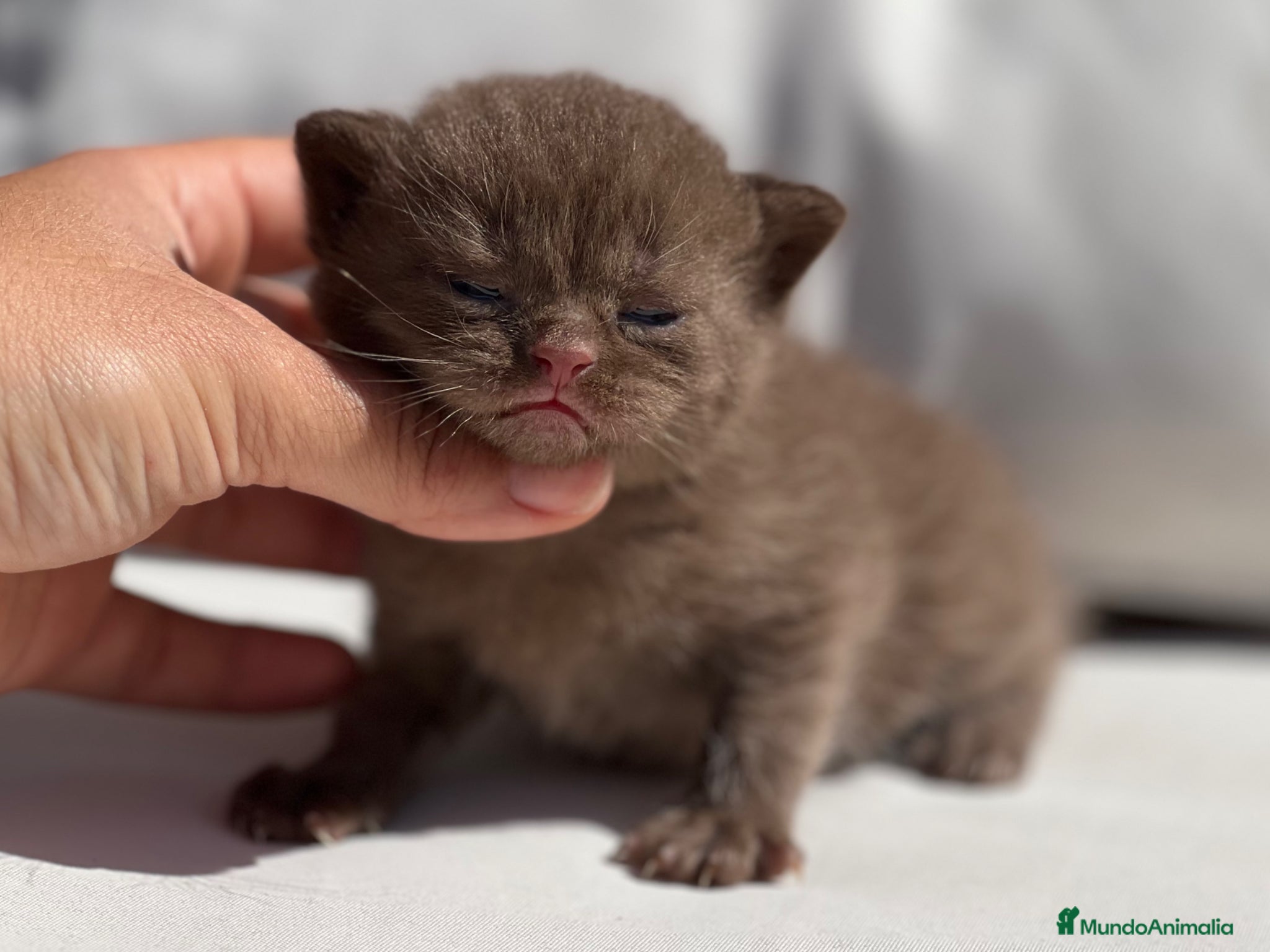 Británico de Pelo Corto gatos PRECIOSO BRITISH SHORTHAIR CHOCOLATE CINNAMON - Anuncio 2