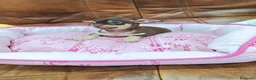 Chihuahua perros en venta: CHIHUAHUA TOY  - Anuncio 6