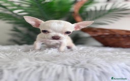 Chihuahua perros en venta: CHIHUAHUA HEMBRA - Imagen 2