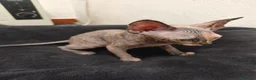 Sphynx gatos en venta: Preciosa hembrita sphynx  - Anuncio 9