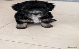 Maltipoo perros en venta: Camada de Maltipoo  - Imagen 6