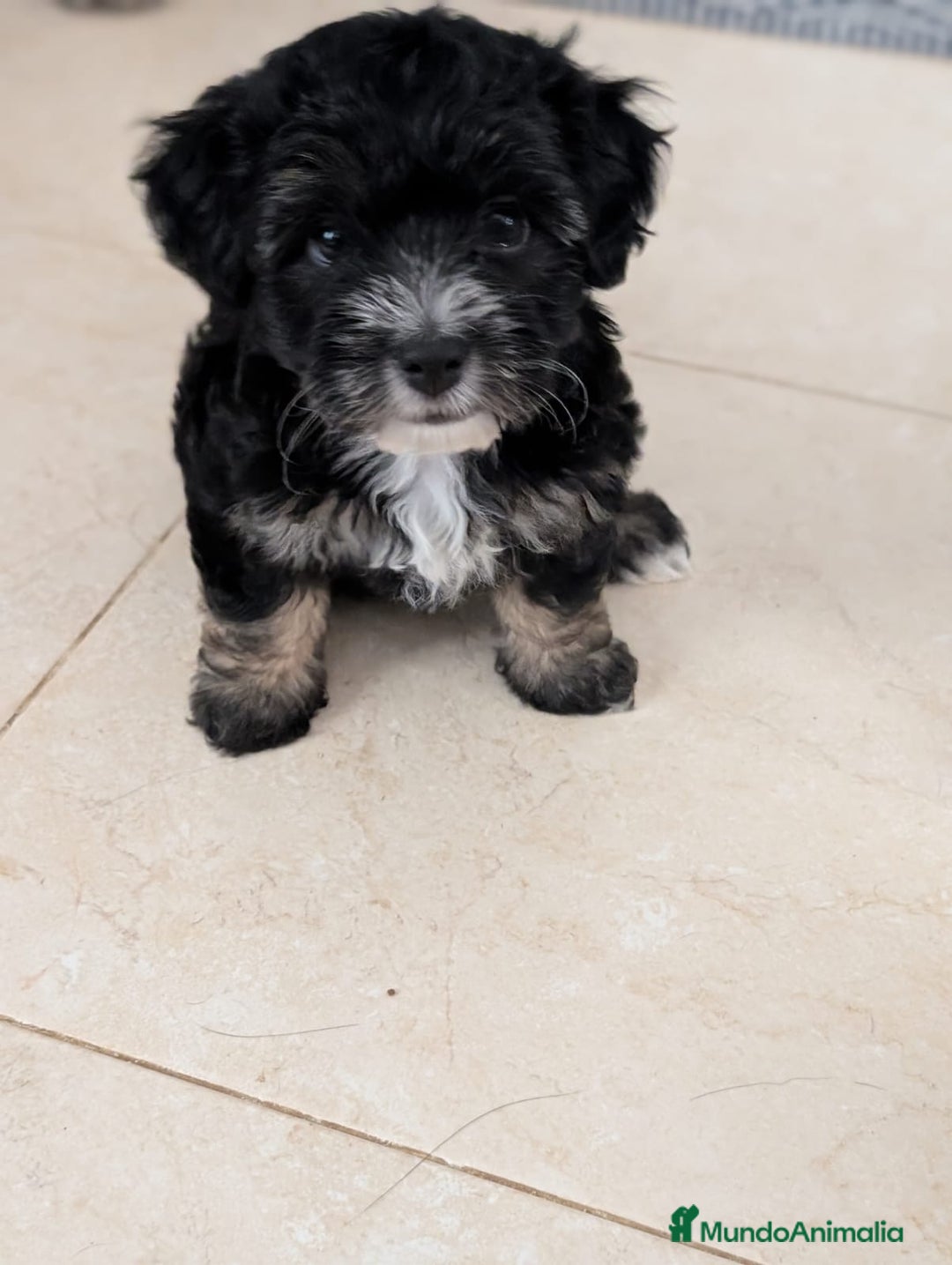 Maltipoo perros en venta: Camada de Maltipoo  - Imagen 6
