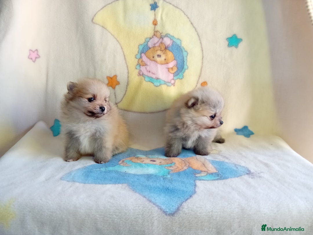 Pomerania perros en venta: Lulú de pomerania precio real - Anuncio 12