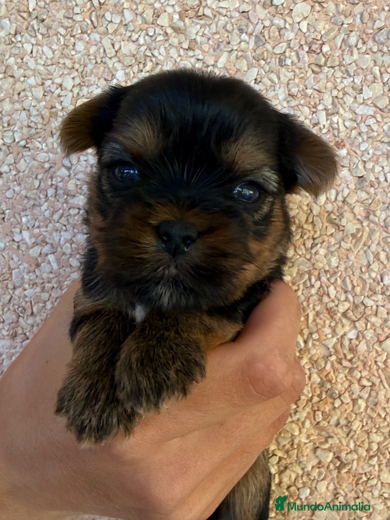 Yorkshire Terrier perros maravilloso Yorkshire Terrier  - Anuncio 2