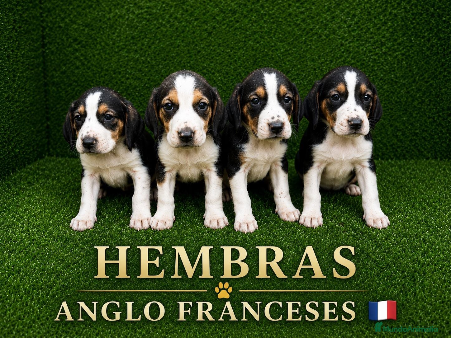 Otras razas perros en venta: Anglo Franceses  - Anuncio 1