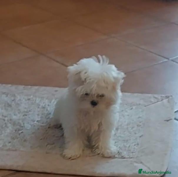 Bichón Maltés perros Bichon maltés  - Anuncio 1
