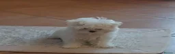 Bichón Maltés perros en venta: Bichon maltés  - Anuncio 1