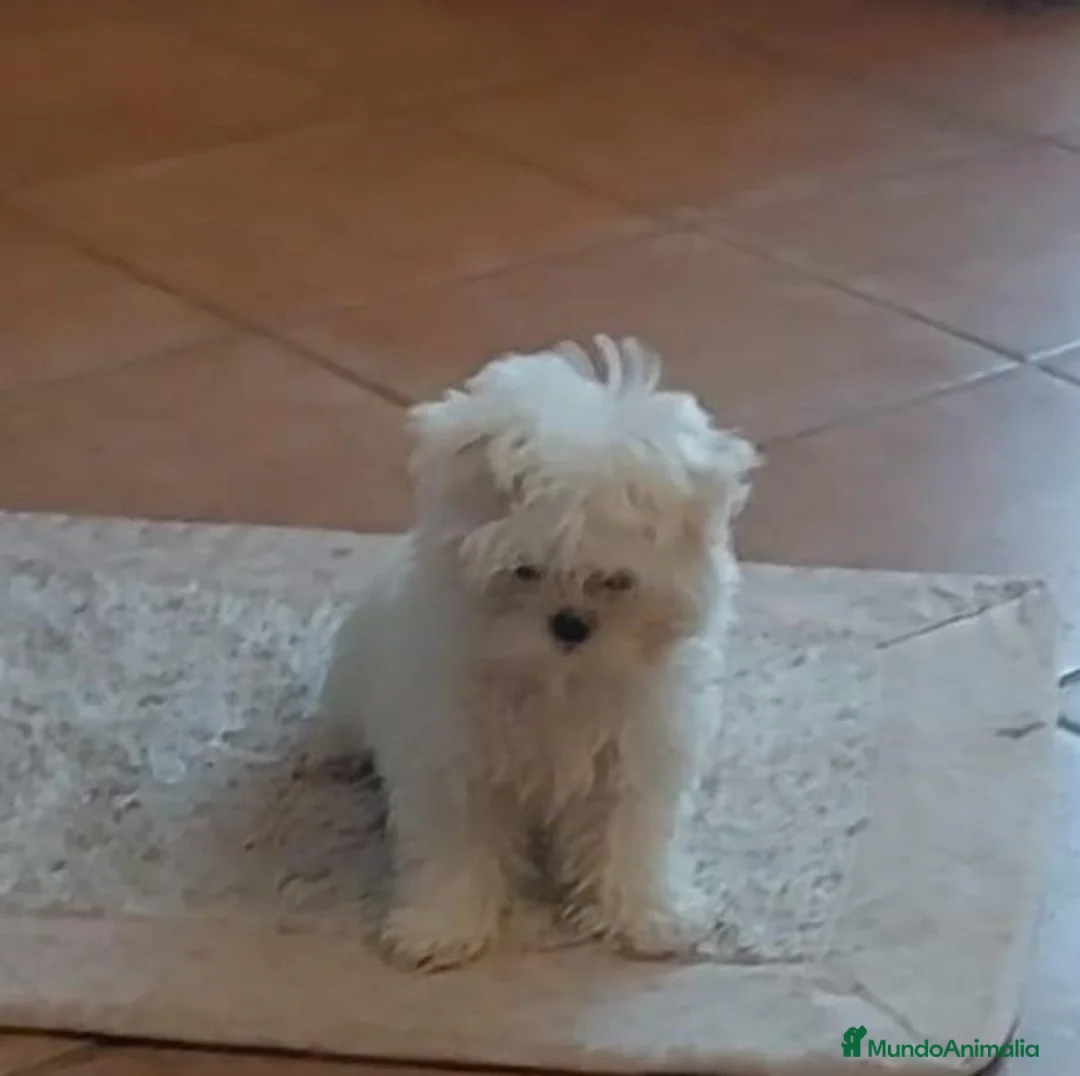 Bichón Maltés perros en venta: Bichon maltés  - Anuncio 1