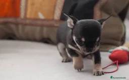 Chihuahua perros en venta: chihuahuas cachorros  - Imagen 6