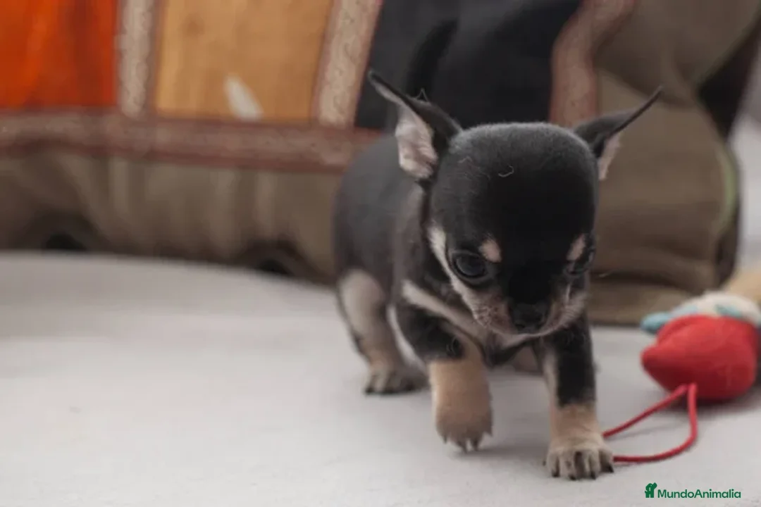 Chihuahua perros en venta: chihuahuas cachorros  - Imagen 6