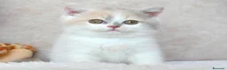 Británico de Pelo Corto gatos en venta: Camada British Shorthair disponibles – Barcelona - Anuncio 3