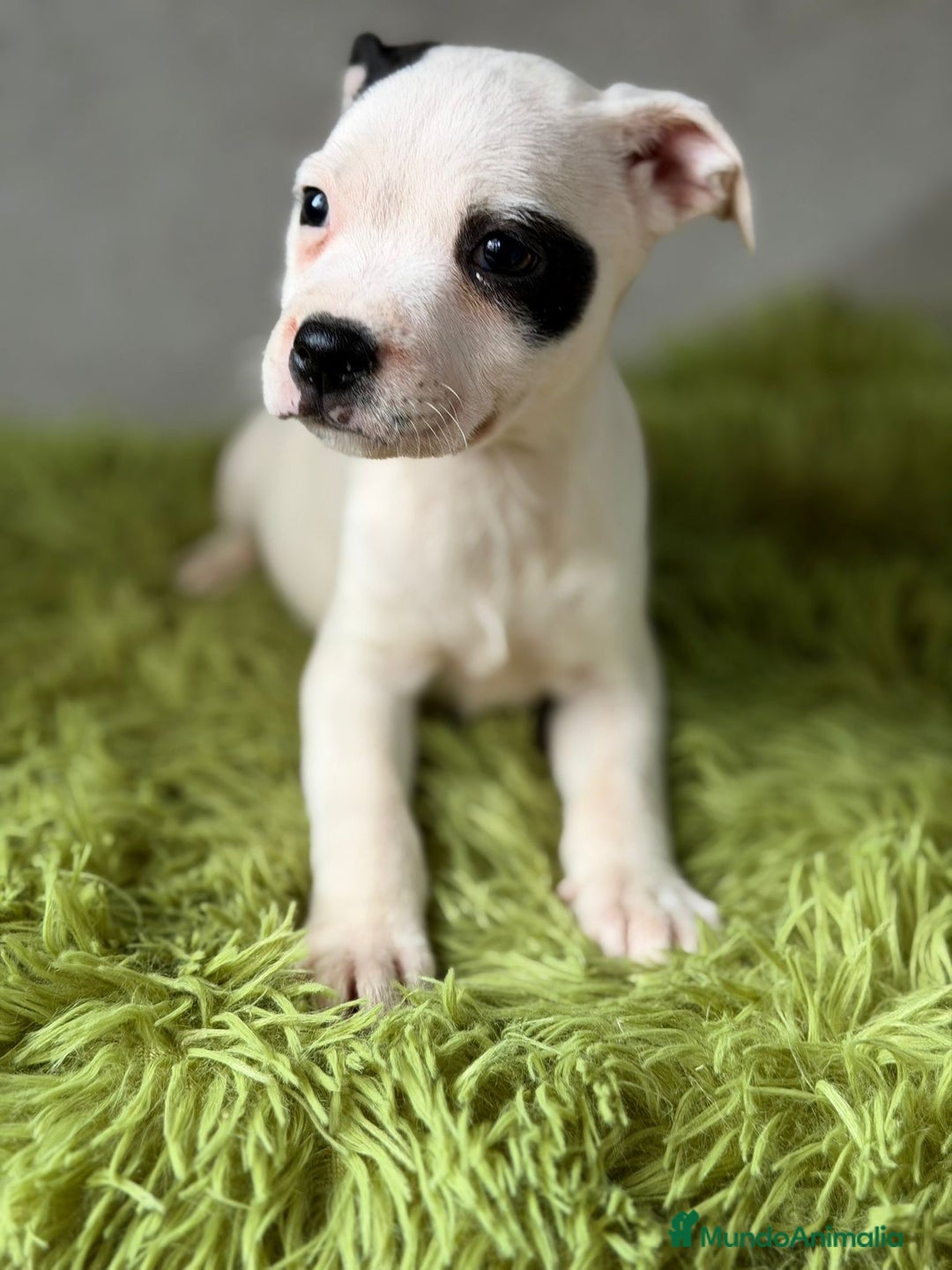 American Staffordshire-Terrier perros en venta: STANFORSHIRE BULL DISPONIBLES - Anuncio 5