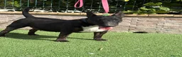 Bull Terrier Miniatura perros en venta: Hembra bull terrier mini pedigree  - Anuncio 6