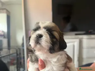 Shih Tzu perros Camada pura,, - Anuncio 1