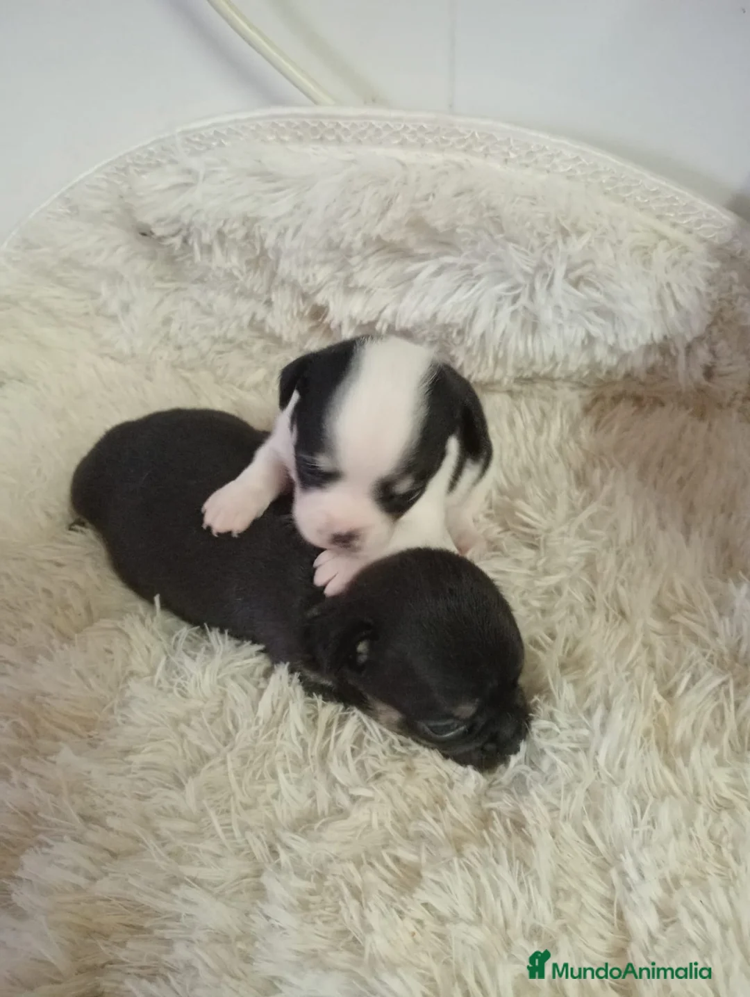 Chihuahua perros en venta: Chihuahua  - Anuncio 2