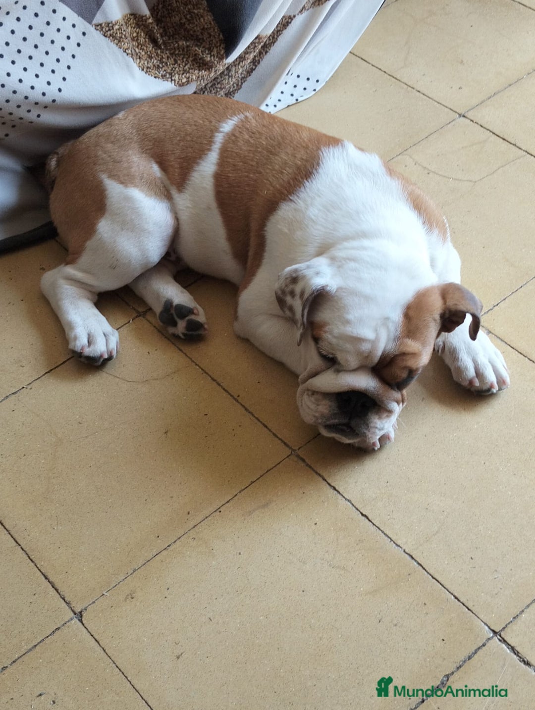 Bulldog Inglés perros en venta: Bulldog ingles  - Imagen 3