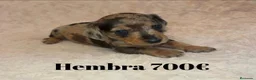 Teckel perros en venta: Teckel de máxima calidad  - Anuncio 2
