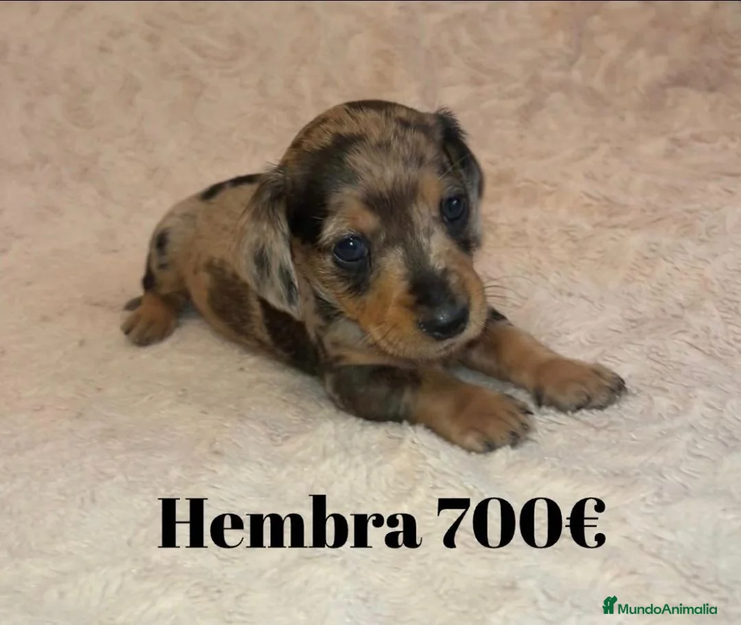 Teckel perros en venta: Teckel de máxima calidad  - Anuncio 2