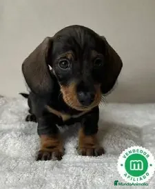 Teckel perros TECKEL HEMBRA - 550€ - Anuncio 4