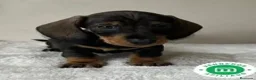 Teckel perros en venta: TECKEL HEMBRA - 550€ - Anuncio 1