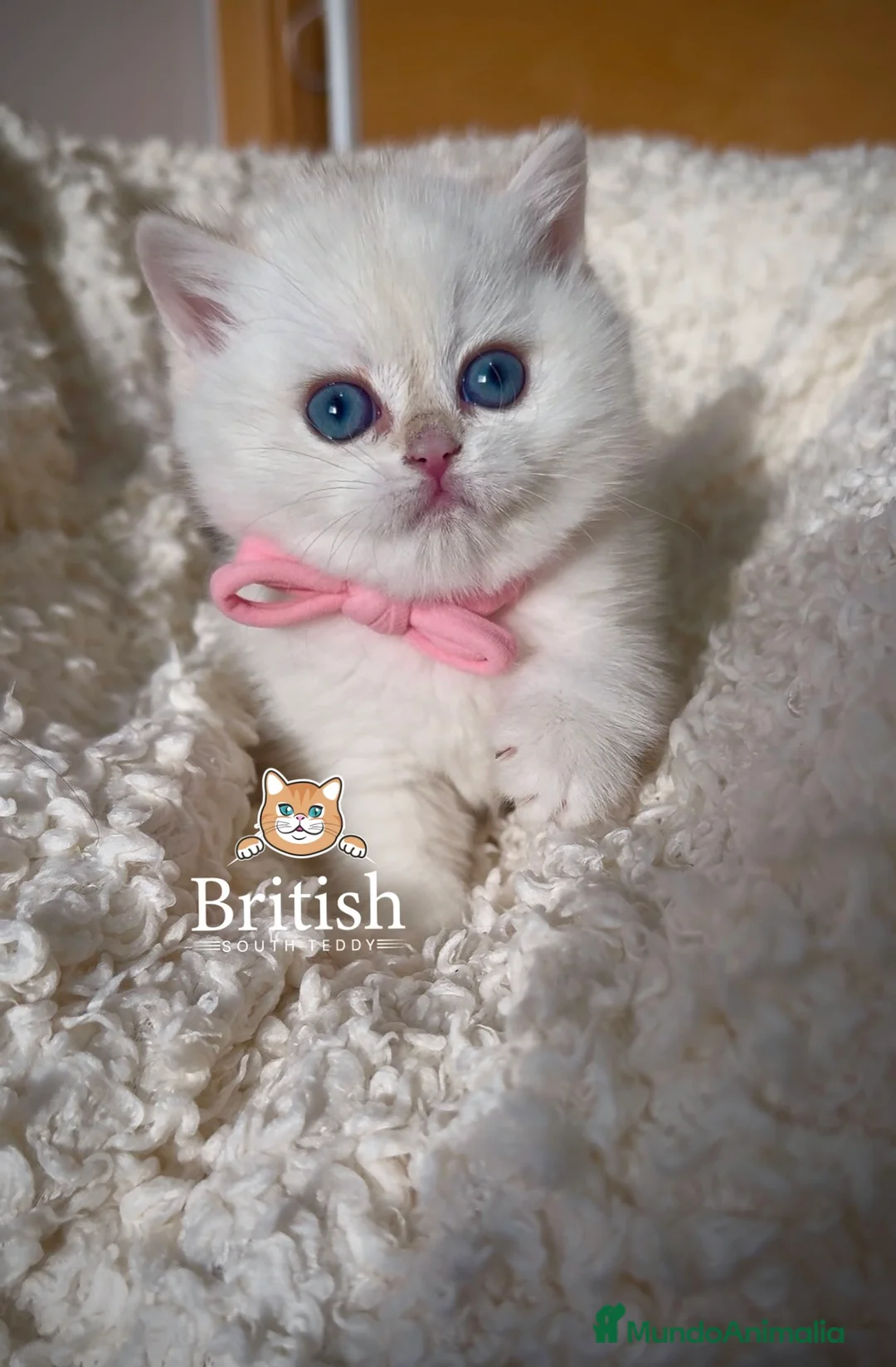 Británico de Pelo Corto gatos en venta: Preciosas niñas golden chinchilla  - Anuncio 3