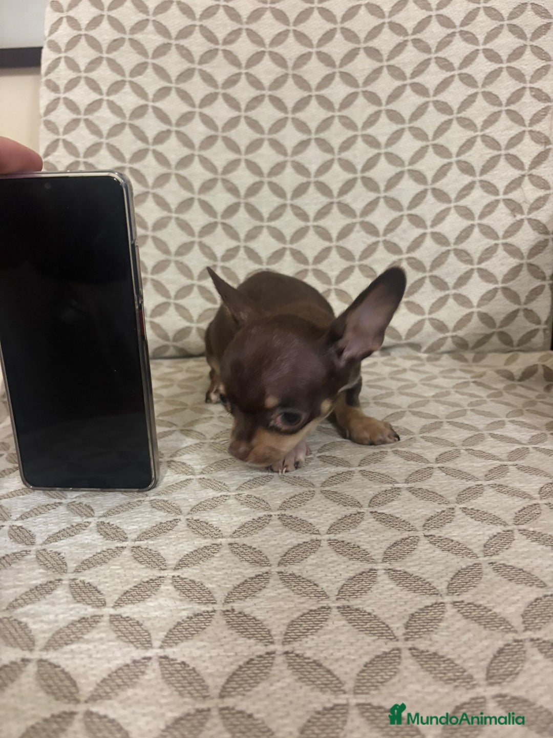 Chihuahua perros en venta: Chihuahua mini toy cabeza manzana  - Anuncio 10