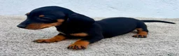 Teckel Miniatura perros en venta: Teckel kaninchen  - Anuncio 1