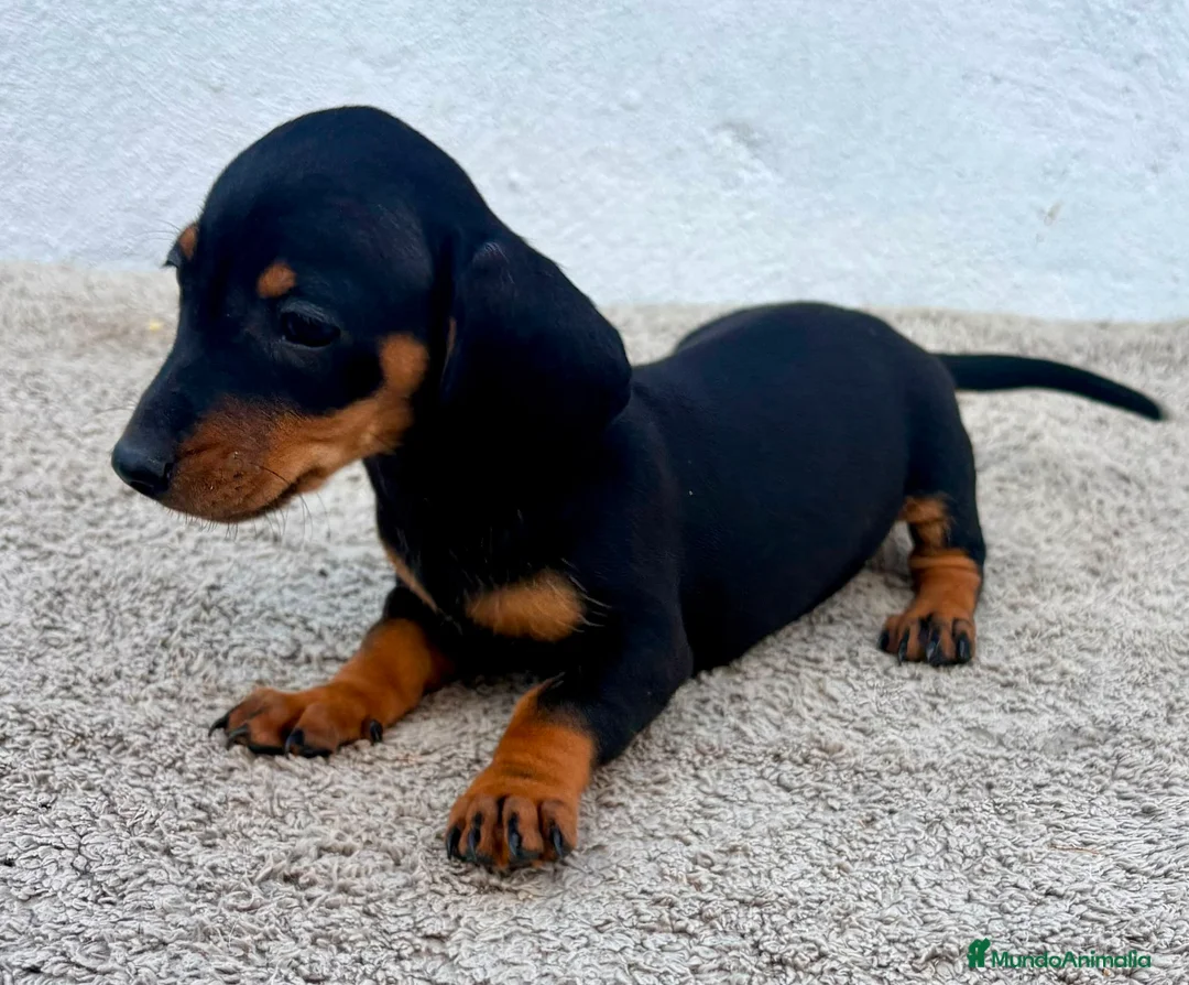 Teckel Miniatura perros en venta: Teckel kaninchen  - Anuncio 1