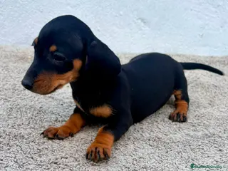 Teckel Miniatura perros Teckel kaninchen - Anuncio 4