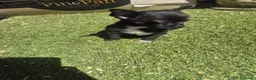 Chihuahua perros en venta: Chihuahua  - Anuncio 5