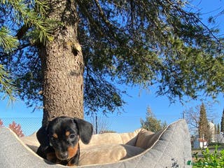 Teckel Miniatura perros TECKEL DISPONIBLES - Anuncio 11