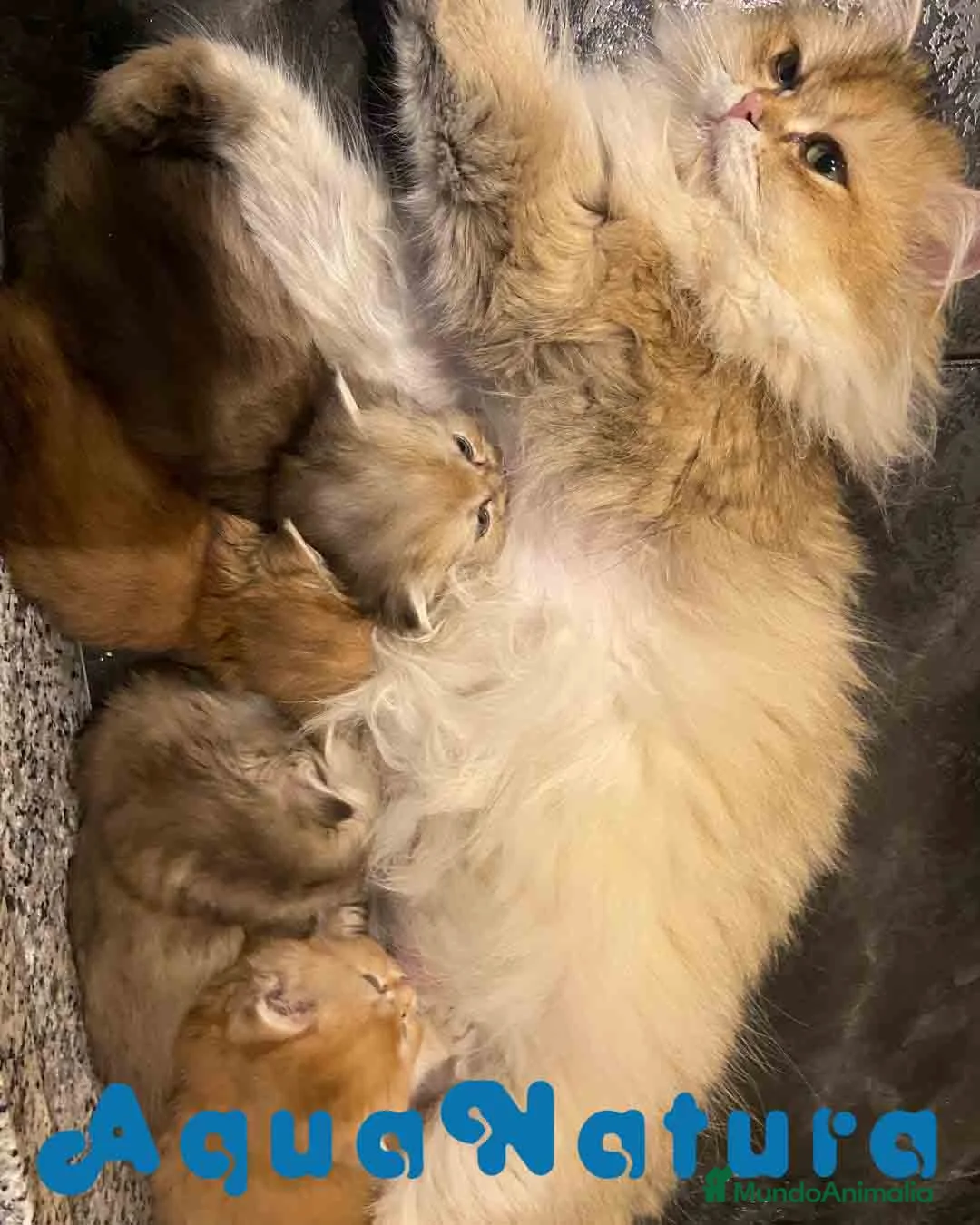 Británico de Pelo Largo gatos en venta: British Longhair Hembra AQUANATURA - Anuncio 4