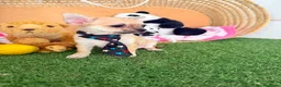 Chihuahua perros en venta: Chihuahuas mini - Anuncio 2