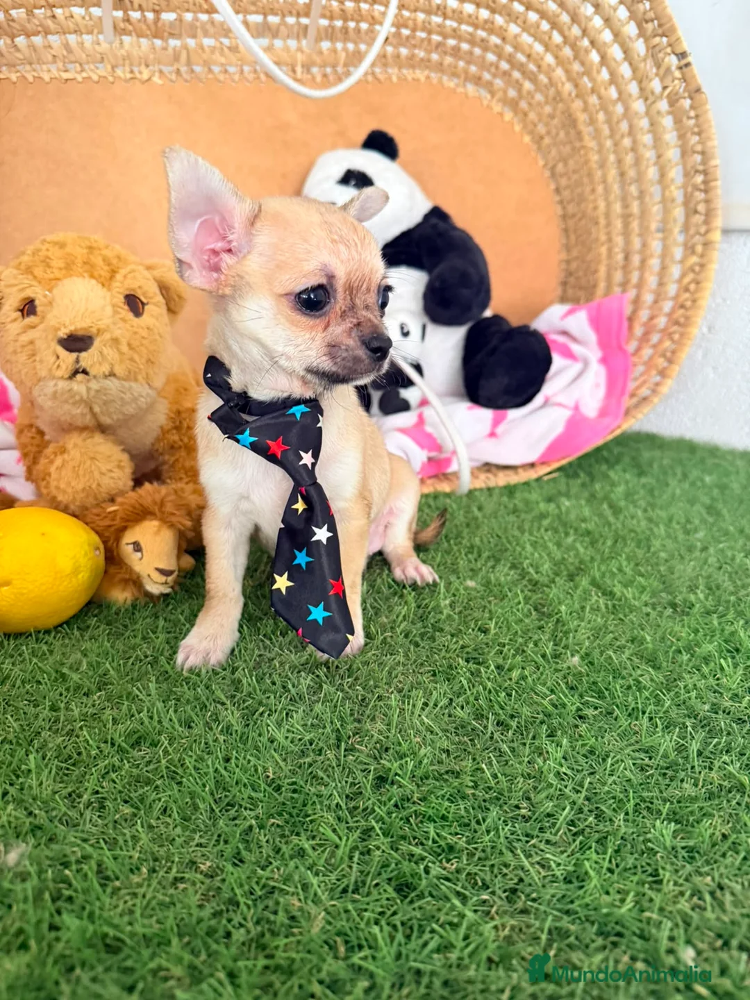 Chihuahua perros en venta: Chihuahuas mini - Anuncio 2