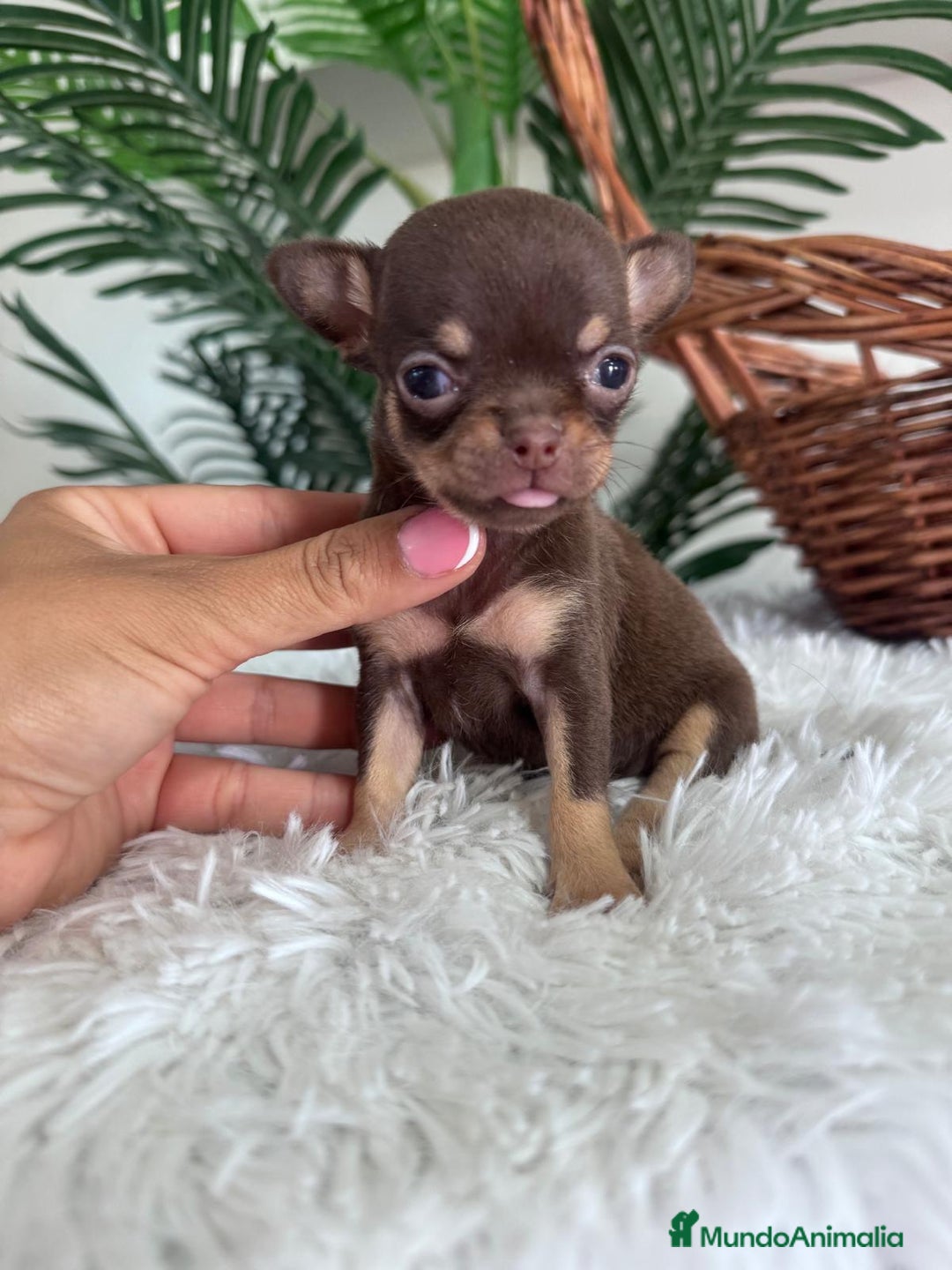 Chihuahua perros en venta: CHIHUAHUA MACHO CHOCOLATE  - Imagen 2
