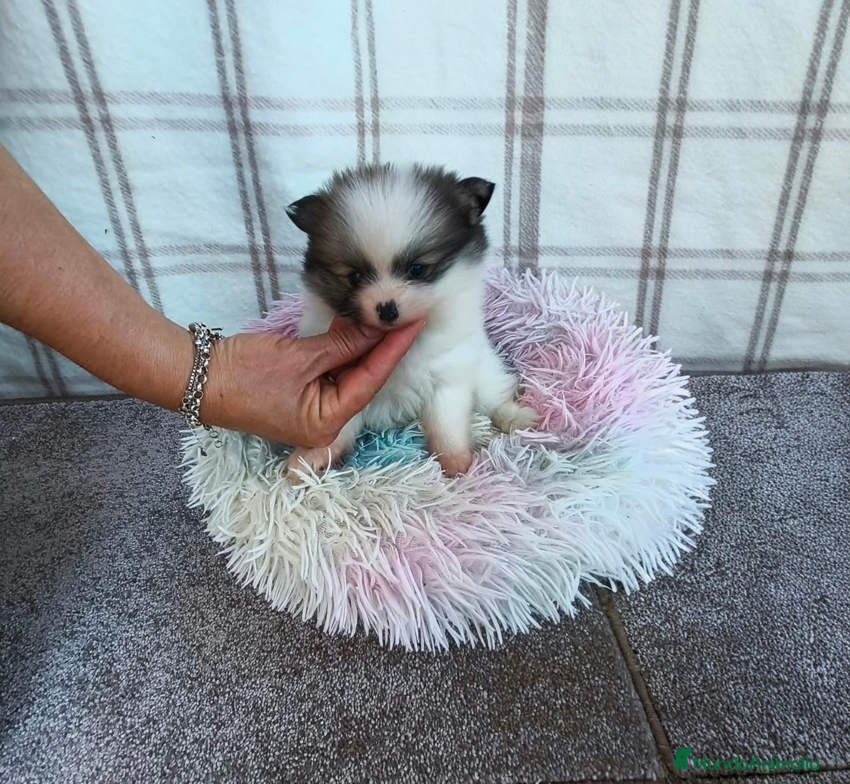 Pomerania perros POMERANIA HEMBRITA CHIQUITA  - Anuncio 6