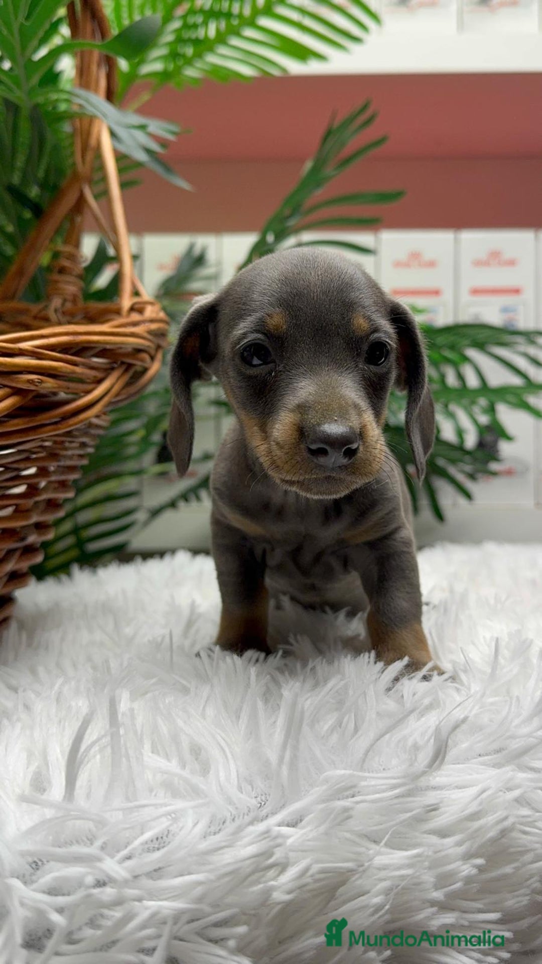 Teckel Miniatura perros en venta: TECKEL MINIATURA BLUE - Anuncio 19