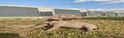 Weimaraner perros en venta: Preciosos bravos de weimar - Anuncio 3