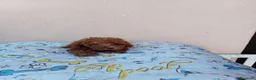 Caniche Toy perros en venta: Caniche toy  - Anuncio 7