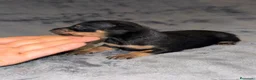 Pinscher Miniatura perros en venta: Pinscher miniatura - Anuncio 22
