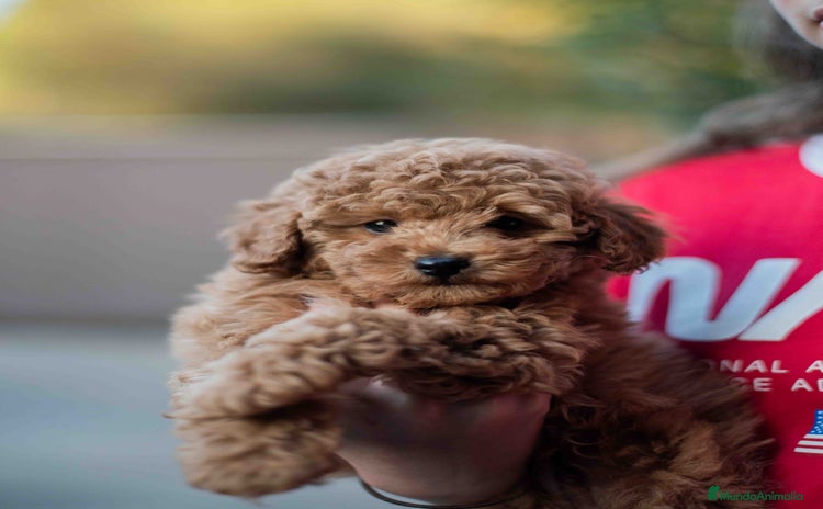 Caniche Toy perros - Anuncio 2