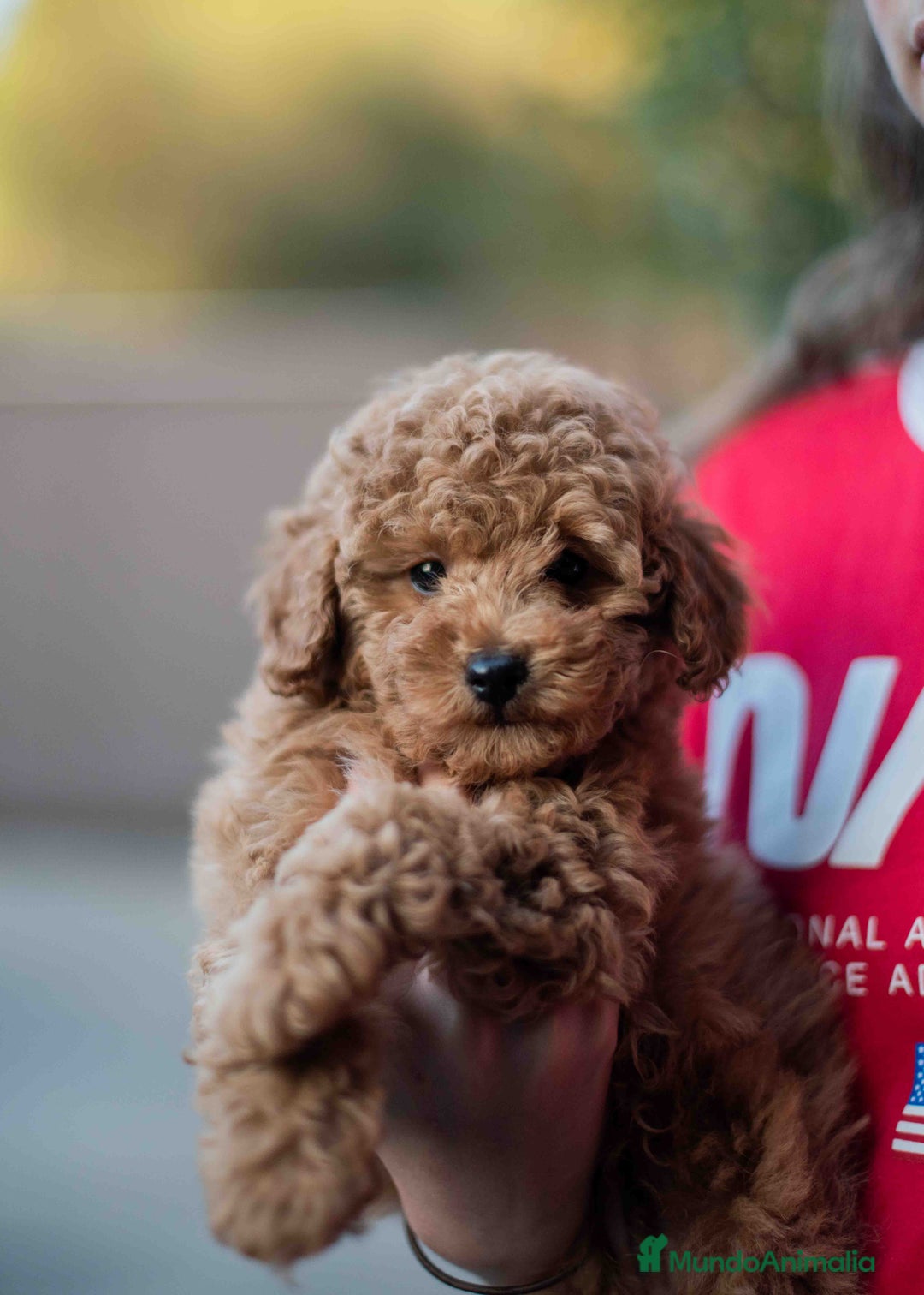 Caniche Toy perros en venta: Caniche toy - Imagen 1