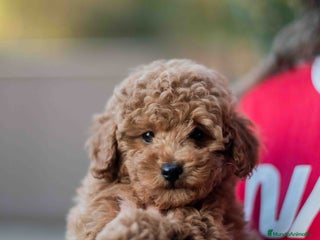 Caniche Toy perros - Anuncio 8