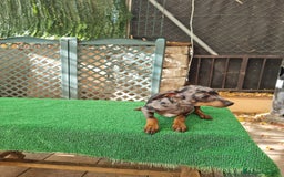 Ratón de Praga perros en venta: Raton de praga - Imagen 14