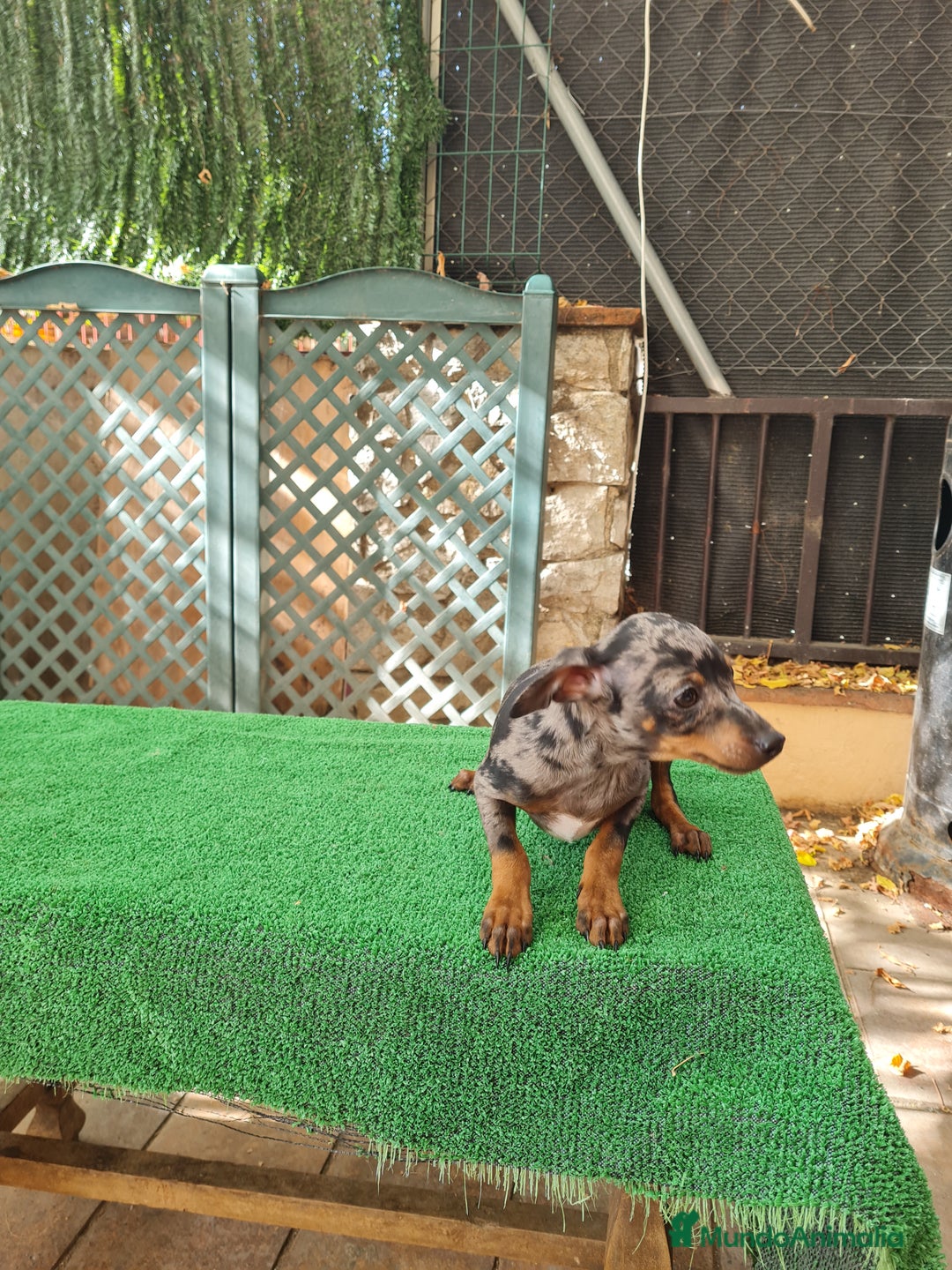 Ratón de Praga perros en venta: Raton de praga - Imagen 14