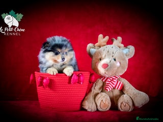 Pomerania perros Pomerania Merle y Fuego Macho - Anuncio 1