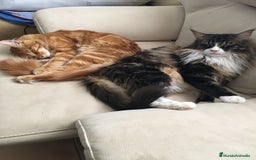 Maine Coon gatos en venta: Preciosa Camada Maine Coon - Imagen 12