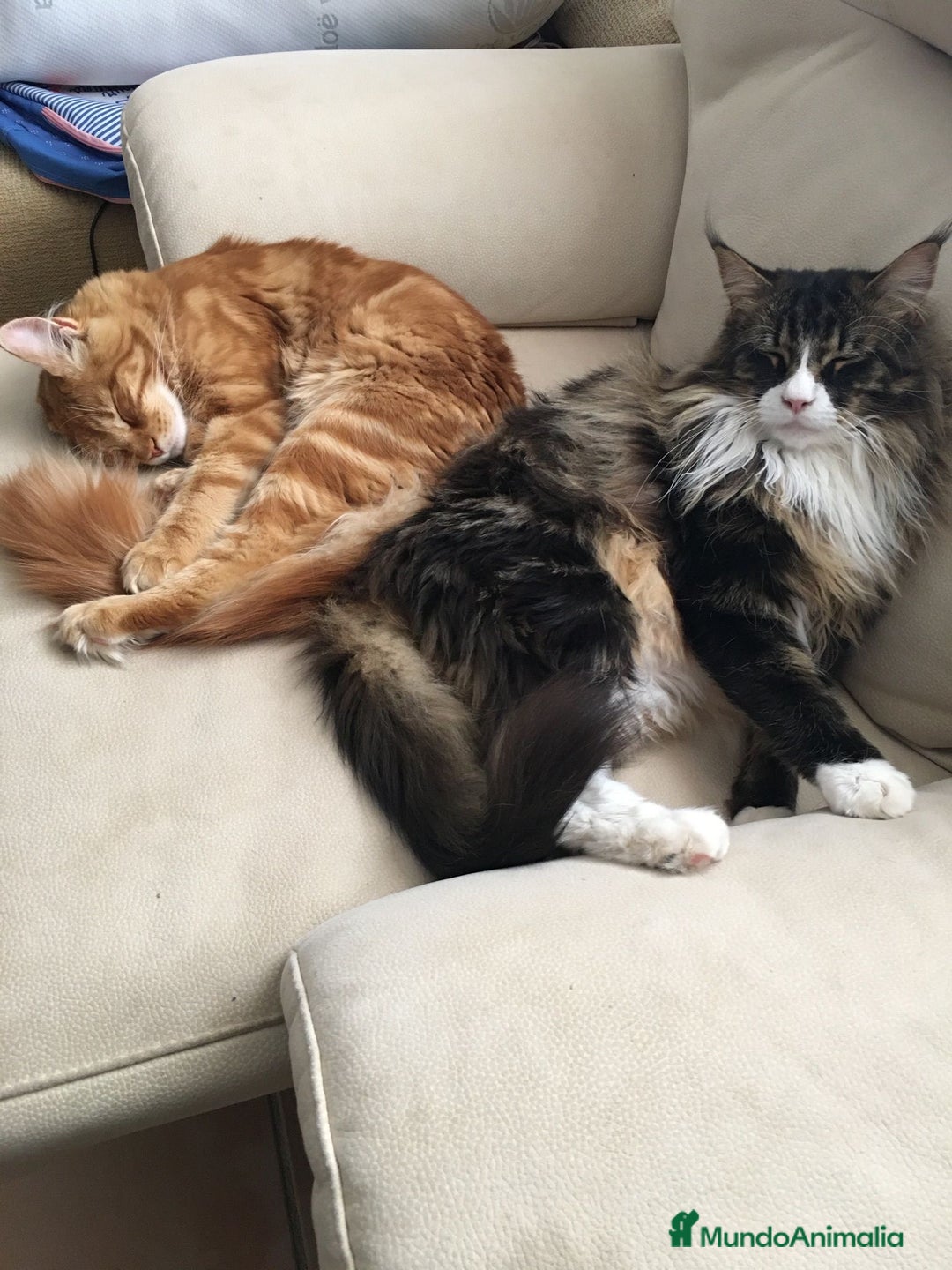 Maine Coon gatos en venta: Preciosa Camada Maine Coon - Imagen 12