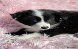 Border Collie perros en venta: Border collie  - Imagen 6